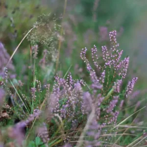 Zoete heide posters & art prints door Hannah Orrhult - Premium Poster - 50x70 Prix Bas