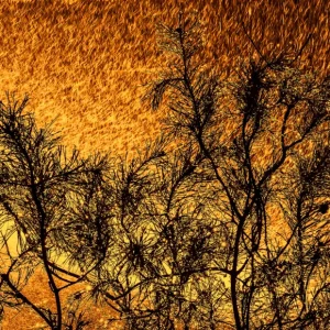 Zingen posters & art prints door KRISTINA WIRÉN - Premium Poster - 50x70 Meilleur Choix