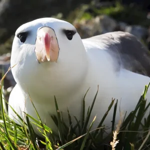 Zwart-browed Albatross 1 posters & art prints door Reinhold Skoglund - Premium Poster - 50x70 Vente Flash