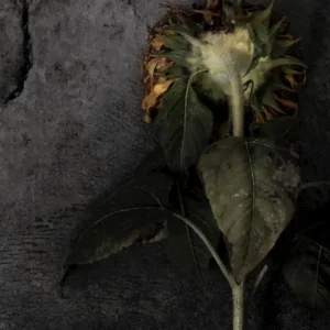 Zonnebloem posters & art prints door Sofi Sykfont - Premium Poster - 50x70 Commande En Gros