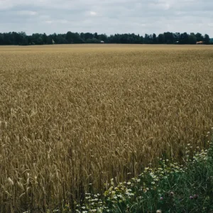 Zweeds de zomergebied posters & art prints door Olof Ljunggren - Premium Poster - 50x70 Promotion Saisonnière