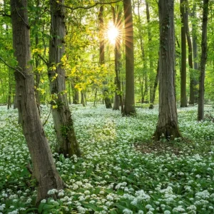 Zon in het daslookbos posters & art prints door Susanne Fritzsche - Premium Poster - 50x70 Haute Qualité