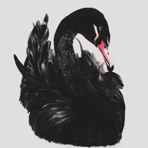 Zwarte zwaan posters & art prints door Linda Pedersen - Premium Poster - 50x70 Certifié