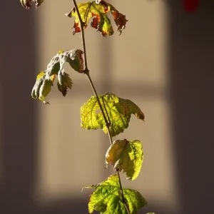 Zon op een takje posters & art prints door Lars Ödemark - Premium Poster - 50x70 Quantité Limitée