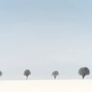4 bomen in de winter posters & art prints door Stephan Zaun - Premium Poster - 50x70 Prix Cassé