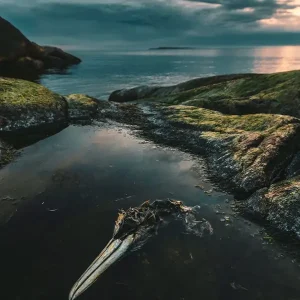 Zeetong aan zee in Smögen posters & art prints door Dan Larsson - Premium Poster - 50x70 Prix Promo