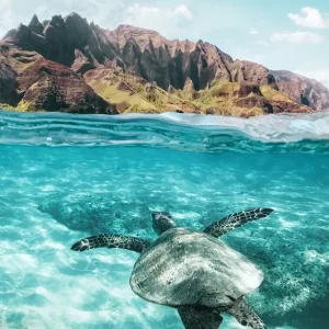 Zeeschildpad posters & art prints door Gal Pittel - Premium Poster - 50x70 Bon Marché