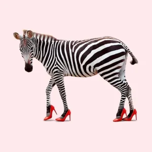 Zebra Heels posters & art prints door Jonas Loose - Premium Poster - 50x70 Réduction