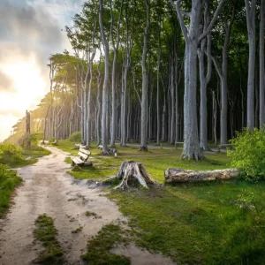 Zonsopgang Ghost Forest posters & art prints door David Schartner - Premium Poster - 50x70 Must-Have