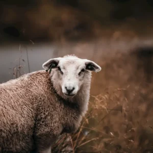 Achat Immédiat Schaap posters & art prints door Ludvig Nilsson - Premium Poster - 50x70