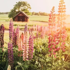 Zomer op het platteland posters & art prints door Monika Manowska - Premium Poster - 50x70 Marque