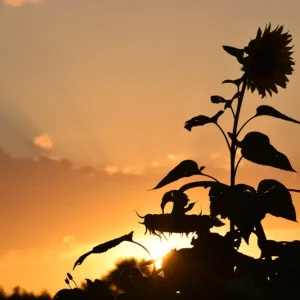 Zonnebloemsilhouet bij zonsondergang: het gouden uur van de natuur posters & art prints door Ingrid - Premium Poster - 50x70 Meilleure Vente