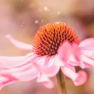 Zonnehoed posters & art prints door Elien Van Moerzeke - Premium Poster - 50x70 Offre Limitée