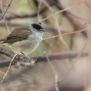 Abu Qalansua in de dekking van haar bos posters & art prints door Zineddine Bali - Premium Poster - 50x70 Super Prix