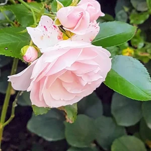 Achat Immédiat Roos posters & art prints door Leah Donnelly - Premium Poster - 50x70