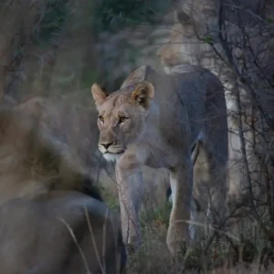 Achat Immédiat Lejonhona posters & art prints door Linus Karlsson - Premium Poster - 50x70