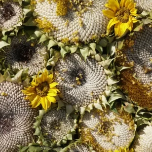 Zonnebloemen met witte zaden posters & art prints door Julija Ogrodowski - Premium Poster - 50x70 Expédition Rapide