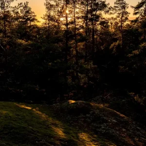 Zonsondergang in het bos posters & art prints door Kostiantyn Hantsov - Premium Poster - 50x70 Dernier Modèle