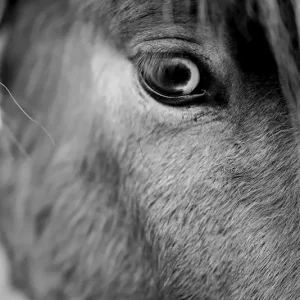 Zien posters & art prints door Beatrice Garvey - Premium Poster - 50x70 Prix Cassé