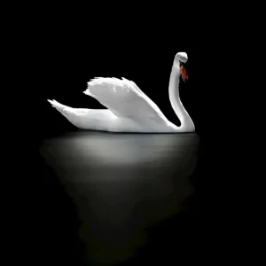 Zwaan posters & art prints door Micke - Premium Poster - 50x70 Paiement Sécurisé