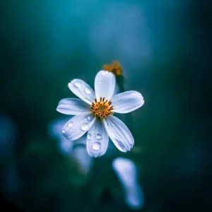 Achat Immédiat Droom posters & art prints door Moody Flowers Photography - Premium Poster - 50x70