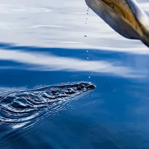 Aaien posters & art prints door Angela Elliot - Premium Poster - 50x70 Bon Marché