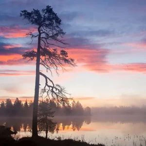 Achat Immédiat Ochtend bij de vijver posters & art prints door Gert Olsson - Premium Poster - 50x70