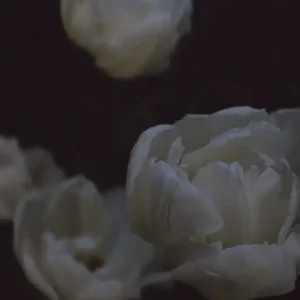 Zijdeachtige tulpen posters & art prints door Nicola Hood - Premium Poster - 50x70 Promotion Saisonnière