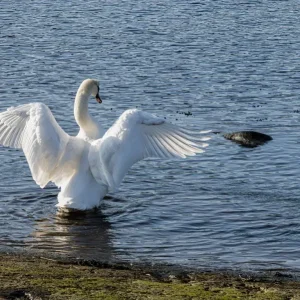 Zwaan die zijn vleugels klappert posters & art prints door Ingmar Holmberg - Premium Poster - 50x70 Promotion Saisonnière