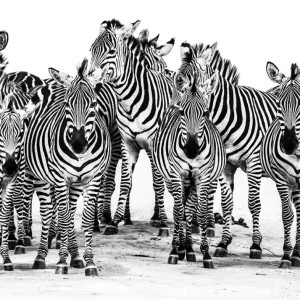 Zebra's in Tanzania - Zebra posters & art prints door Dick Wåhlin - Premium Poster - 50x70 Offre Spéciale