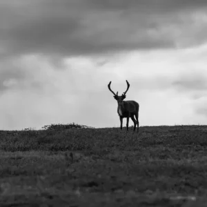 Zwart-wit rendieren op de berg posters & art prints door Magnus Envall - Premium Poster - 50x70 Paiement Sécurisé