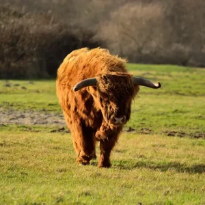 Aan de wandel posters & art prints door Rosenthal - Premium Poster - 50x70 Certifié