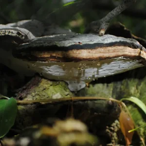 Zunderschwamm posters & art prints door Jan-Niklas Kison - Premium Poster - 50x70 Solde