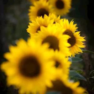 Zonnebloemen posters & art prints door Mats Gustafsson - Premium Poster - 50x70 Authentique