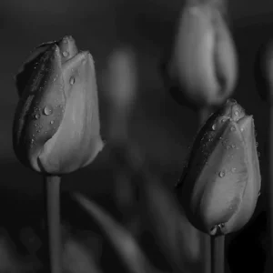 zwart-witte tulpen posters & art prints door Annika Erixon - Premium Poster - 50x70 Bon Plan