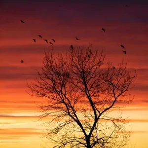 ZONSONDERGANG posters & art prints door Elias Lindskov - Premium Poster - 50x70 Remise