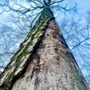 "Juurtuneet Perspectief". posters & art prints door Maria Great - Premium Poster - 50x70 Acheter En Ligne