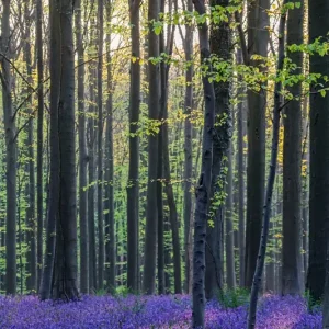 Zonsopgang hallerbos posters & art prints door Lynn Nissens - Premium Poster - 50x70 Petit Prix