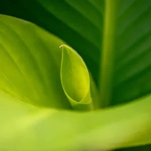 Abstracte natuur posters & art prints door Edith Nero - Premium Poster - 50x70 Offre Exclusive