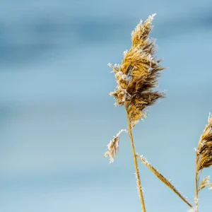 Zaai in het riet posters & art prints door Hubert Elming - Premium Poster - 50x70 Paiement Sécurisé