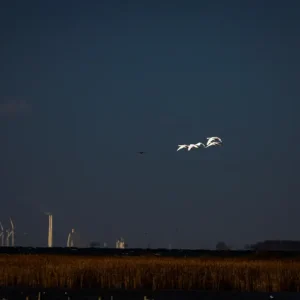 Zwaan die in het Geluid vliegt posters & art prints door Kim Carlson - Premium Poster - 50x70 Super Prix