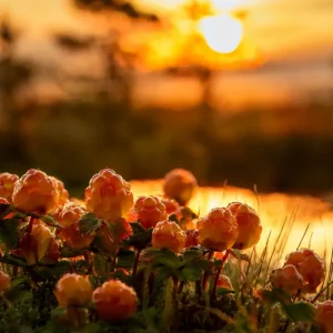 Zonsondergang met wolkenbessen posters & art prints door Peter Torstensson - Premium Poster - 50x70 Prix Réduit